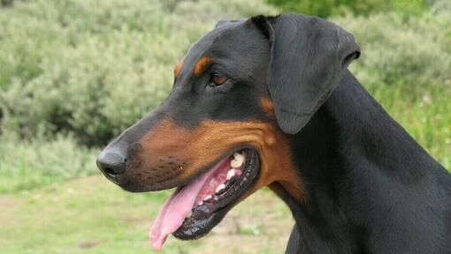 Breeds of best sale k9 dogs